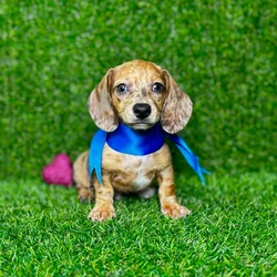 car_main_img_/media/ap_media/pets/DBPVQZKDMTVD121365.webp.250x250_q85.webp