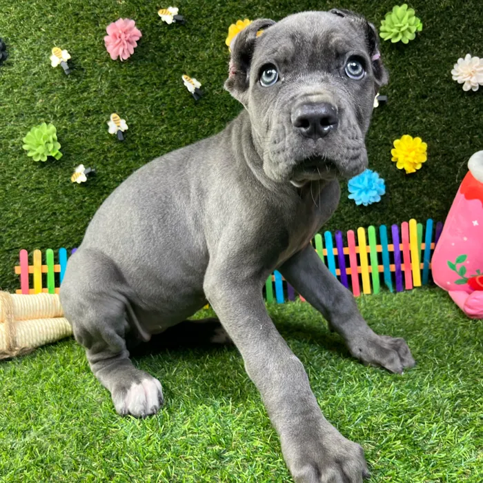 Female Cane Corso puppy named Ivy for sale at Puppy Dreams - Carrollton.