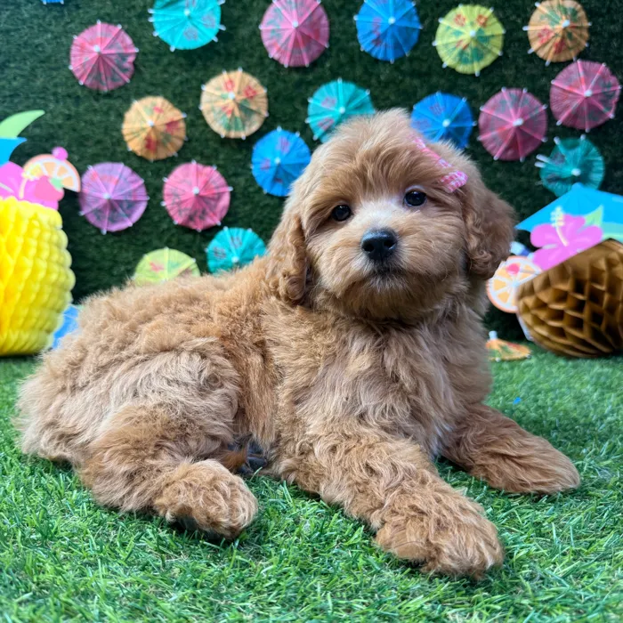 Female Mini Goldendoodle puppy named Ellie for sale at Puppy Dreams - Carrollton.