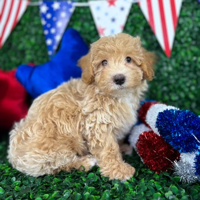Male Bichon-Poodle puppy named Scooby for sale at Puppy Dreams - North Richland Hills.