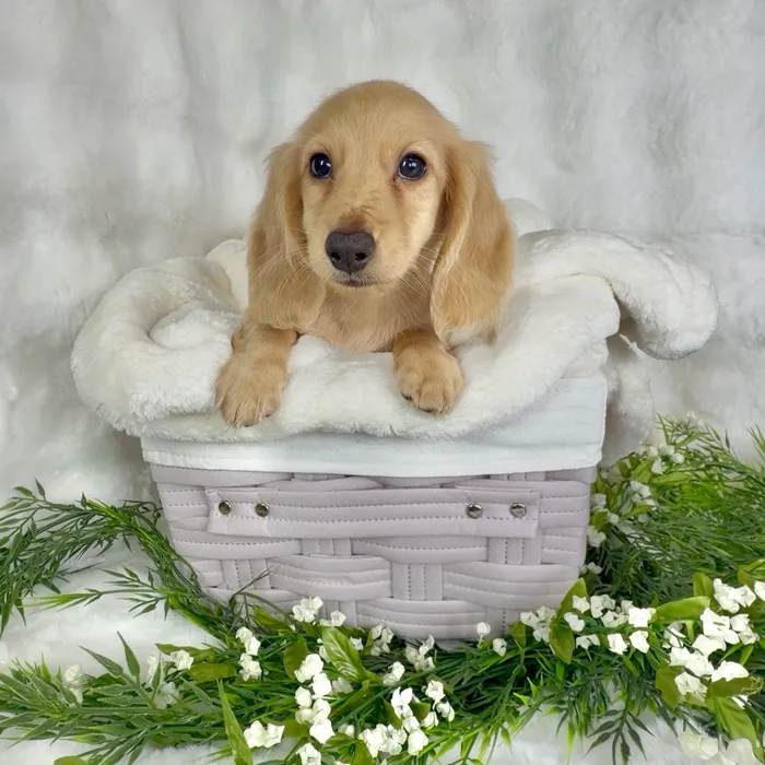 Female Dachshund puppy named Wendys for sale at Puppy Dreams - Denton.