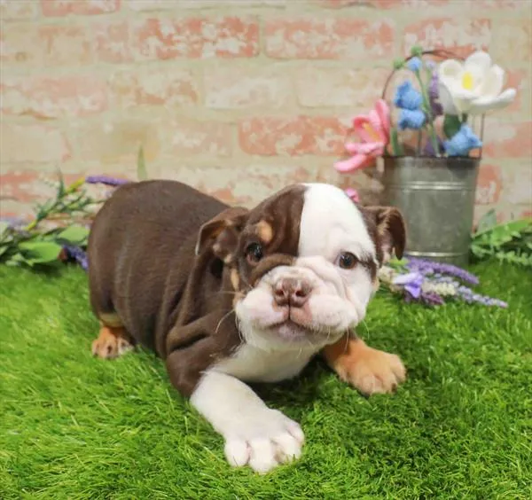 Female Hybrid puppy for sale at Puppy Dreams - Arlington.