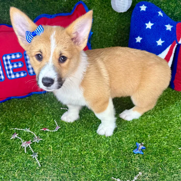Female Pembroke Welsh Corgi puppy named Itsy for sale at Puppy Dreams - Arlington.
