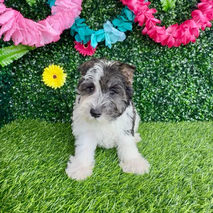 Female Mini Schnauzer puppy named Dunkalatte for sale at Puppy Dreams - Denton.