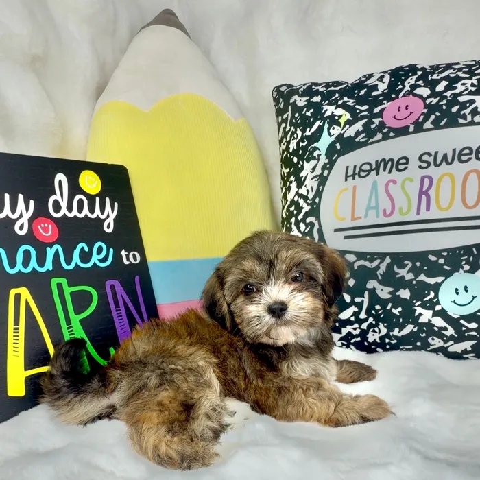 Female Shorkie puppy named Muffin for sale at Puppy Dreams - Denton.