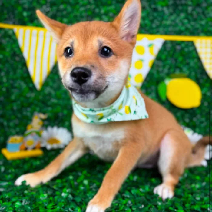 Male Shiba Inu puppy named Waffles for sale at Puppy Dreams - North Richland Hills.