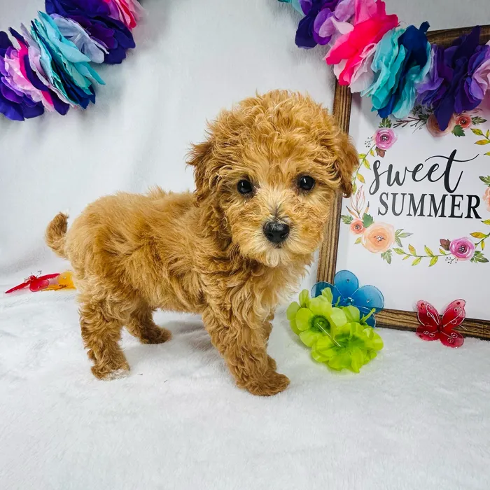Female Mini Goldendoodle puppy named *Artemis* for sale at Puppy Dreams - Mansfield.