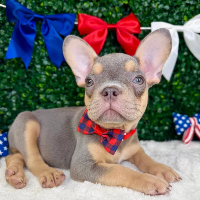 Male French Bulldog puppy named Gantu for sale at Puppy Dreams - Garland.