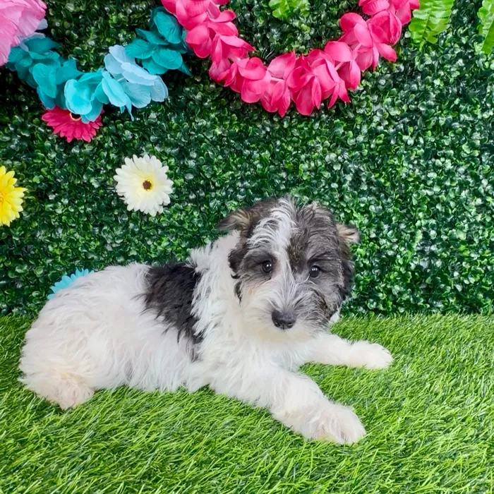 Female Mini Schnauzer puppy named Dunkalatte for sale at Puppy Dreams - Denton.