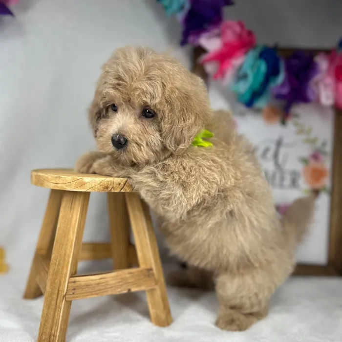 Female Maltipoo puppy named *Gaia* for sale at Puppy Dreams - Mansfield.