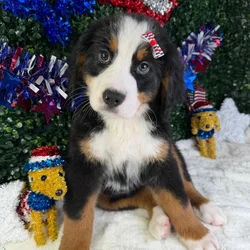 Female Bernese Mountain Dog puppy named Skye for sale at Puppy Dreams - Garland.