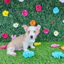 car_main_img_/media/ap_media/pets/DJXDLRRMTDZV370479.webp.250x250_q85.webp