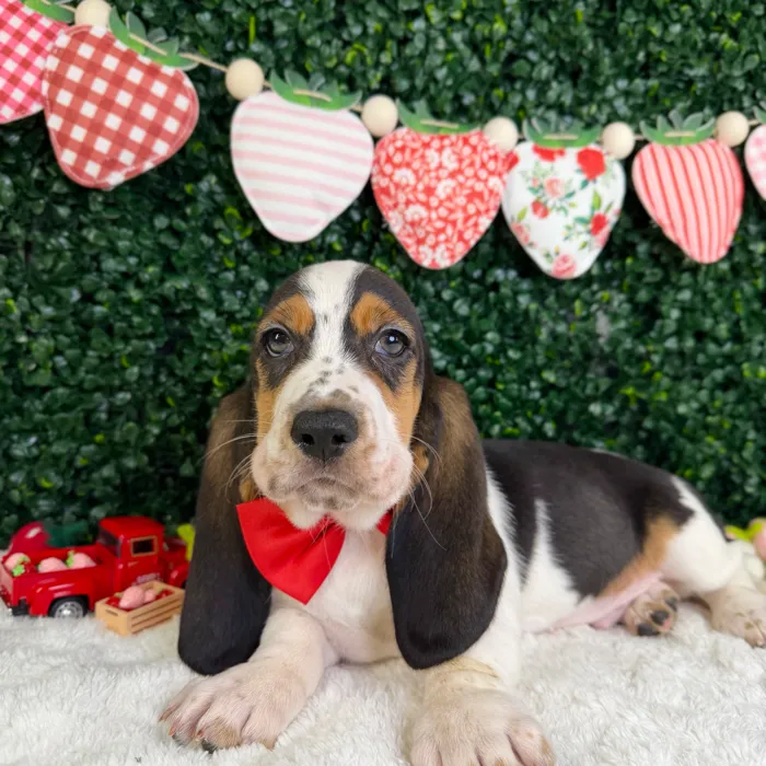 Male Basset Hound puppy named Sunny for sale at Puppy Dreams - Garland.