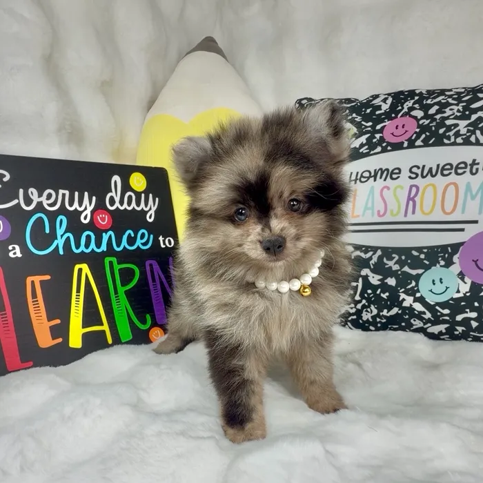 Female Pomeranian puppy named Berry for sale at Puppy Dreams - Denton.