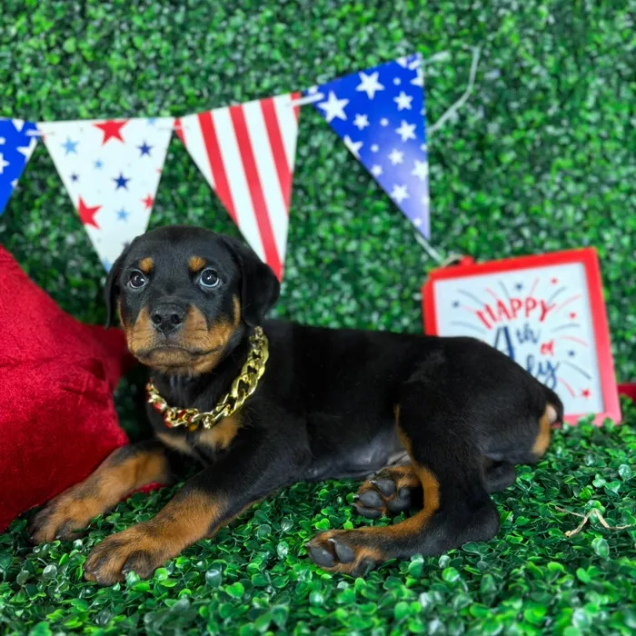 Male Rottweiler puppy named Diesel for sale at Puppy Dreams - North Richland Hills.