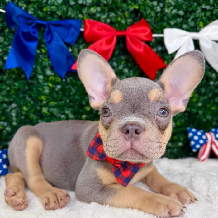 Male French Bulldog puppy named Gantu for sale at Puppy Dreams - Garland.