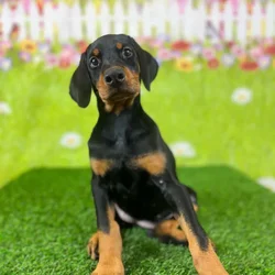 car_main_img_/media/ap_media/pets/DLRSIOAJIOTG134833.webp.250x250_q85.webp