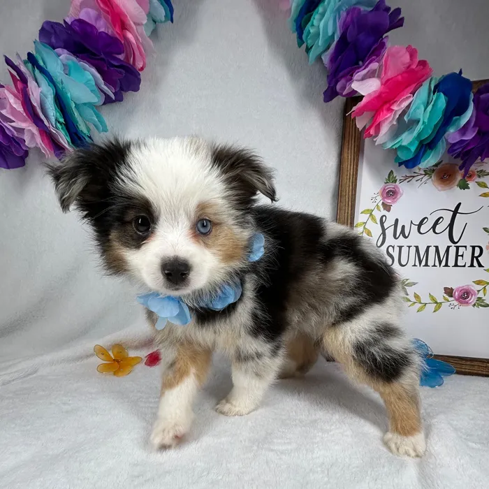 Female Mini Aussie puppy named *Hestia* for sale at Puppy Dreams - Mansfield.