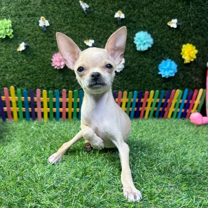 Female Chihuahua puppy named Rosie for sale at Puppy Dreams - Carrollton.