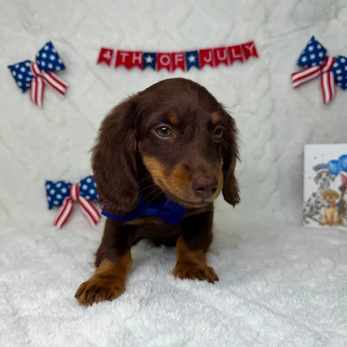 Male Dachshund puppy named Rex for sale at Puppy Dreams - Garland.