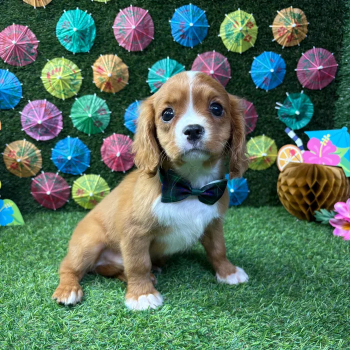 Male Cavalier King Charles Spaniel puppy named Archie for sale at Puppy Dreams - Carrollton.