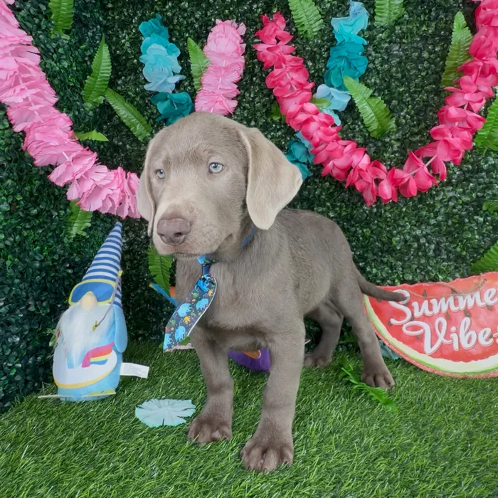 Male Labrador Retriever puppy named Trex for sale at Puppy Dreams - Denton.