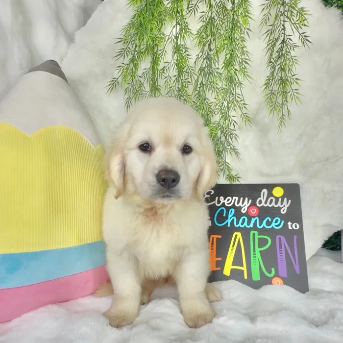 Male Golden Retriever puppy named Oakley for sale at Puppy Dreams - Denton.