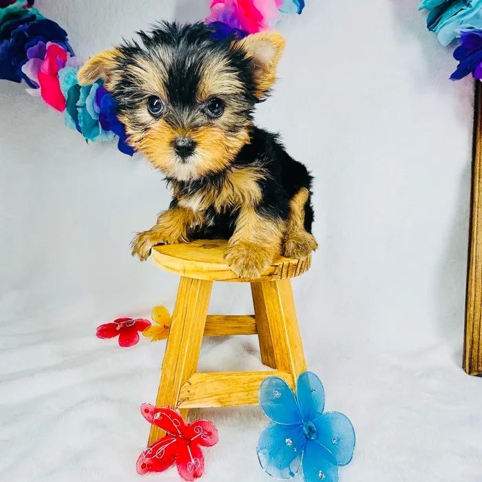 Male Yorkie puppy named *Hades* for sale at Puppy Dreams - Mansfield.