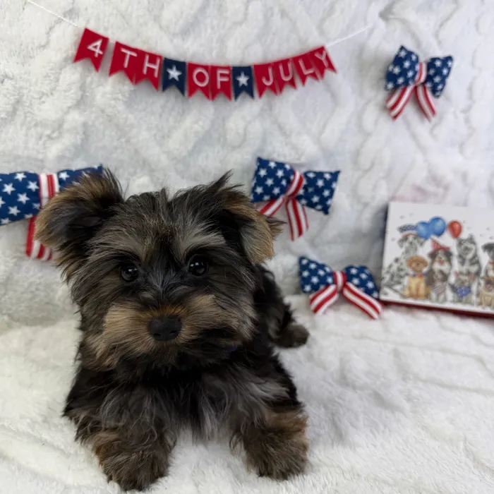 Male Yorkie puppy named Waffles for sale at Puppy Dreams - Garland.