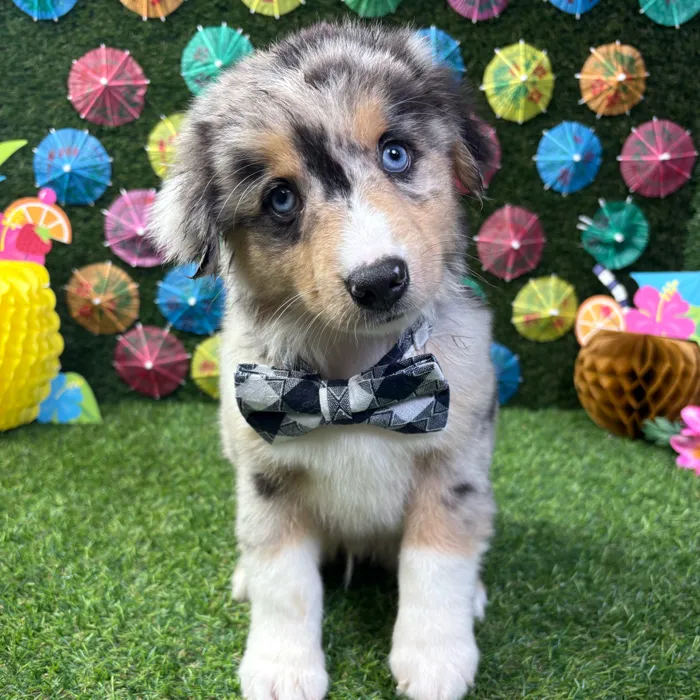 Male Mini Aussie puppy named Beau for sale at Puppy Dreams - Carrollton.