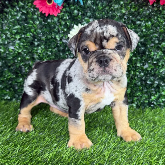 Female English Bulldog puppy named Huda for sale at Puppy Dreams - Denton.