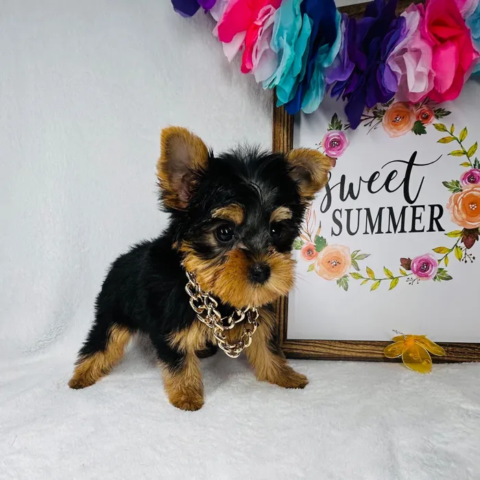 Male Yorkie puppy named *Poseidon* for sale at Puppy Dreams - Mansfield.