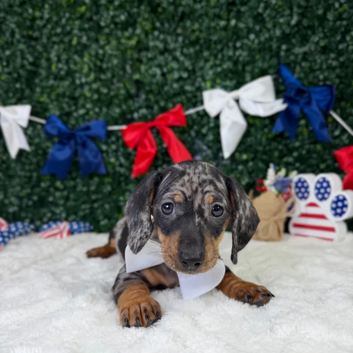 Male Dachshund puppy named Theo for sale at Puppy Dreams - Garland.