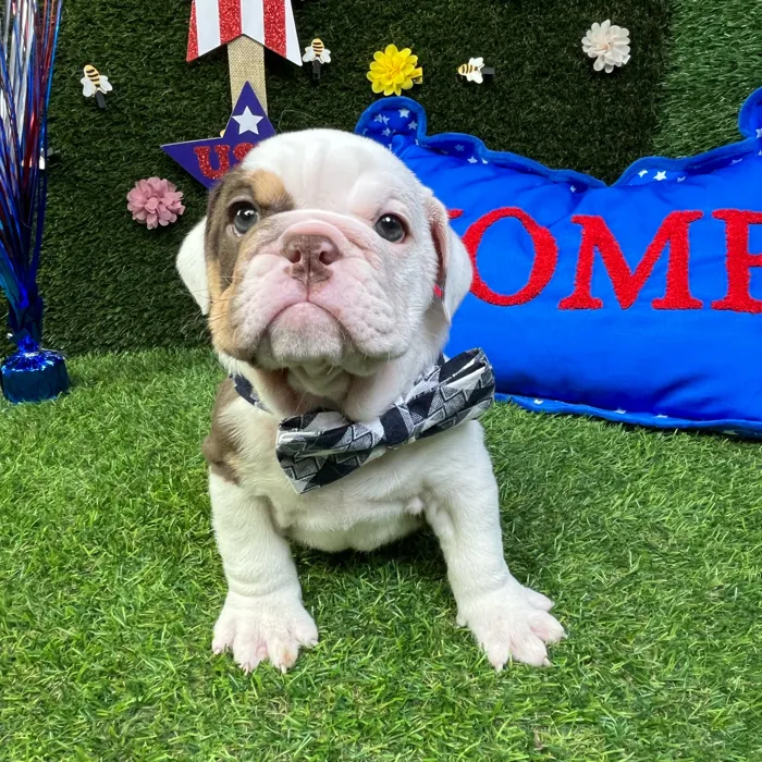 Female English Bulldog puppy named Sausage for sale at Puppy Dreams - Carrollton.