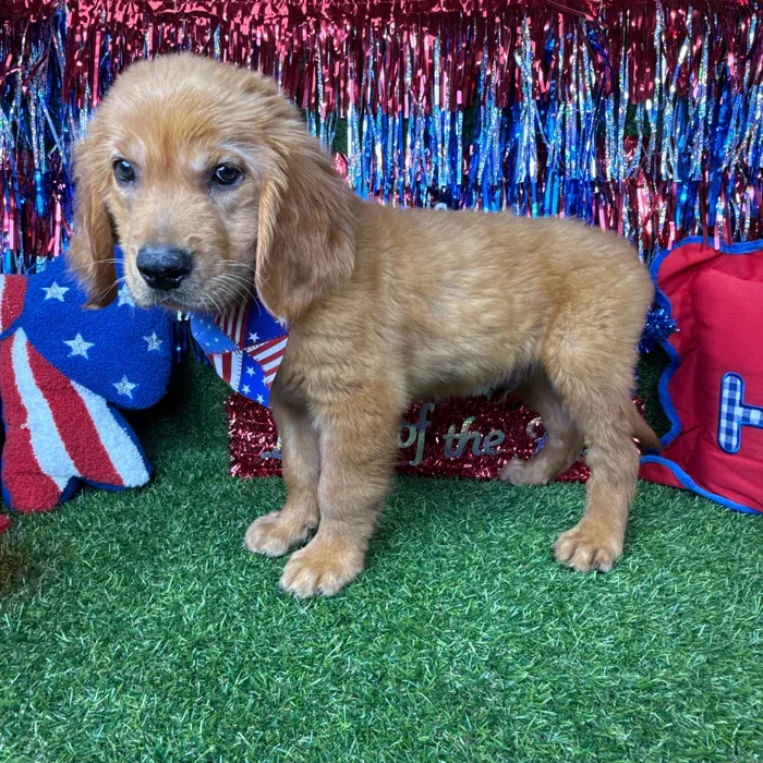 Male Golden Retriever puppy named Wooly for sale at Puppy Dreams - Arlington.