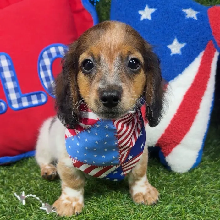 Male Dachshund puppy named Ozzie for sale at Puppy Dreams - Arlington.