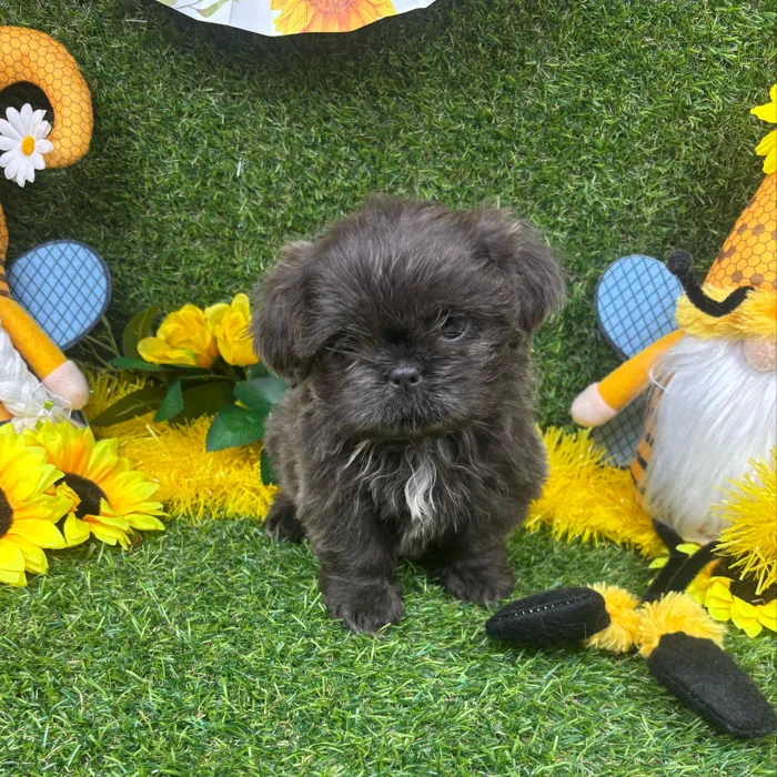 Male Shih Tzu puppy named Frost for sale at Puppy Dreams - Arlington.