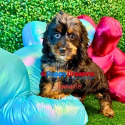 car_main_img_/media/ap_media/pets/DWKDSWCNZIJE139122.webp.250x250_q85.webp