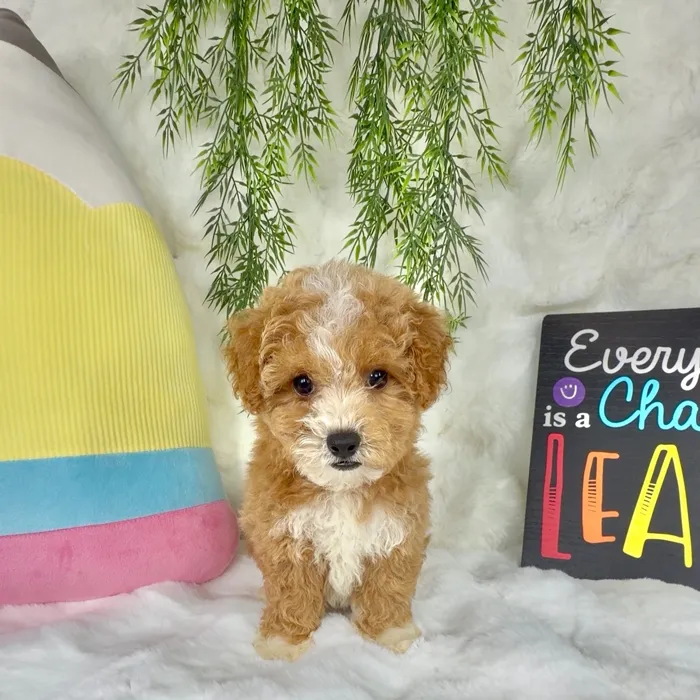 Female Bichon-Poodle puppy named Aggie for sale at Puppy Dreams - Denton.