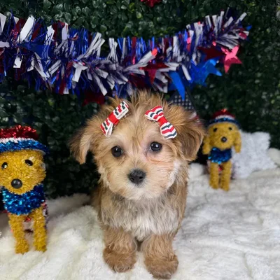 Female Morkie puppy named Ember for sale at Puppy Dreams - Garland.