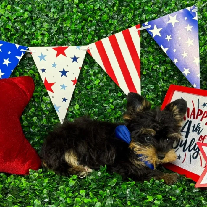 Male Yorkie puppy named Pickles for sale at Puppy Dreams - North Richland Hills.
