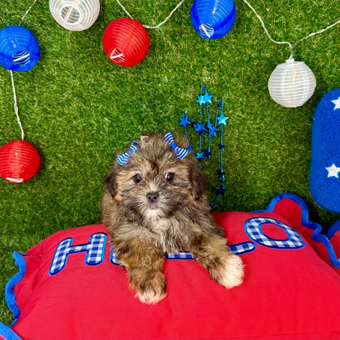 Female Malshi puppy named Bella for sale at Puppy Dreams - Arlington.