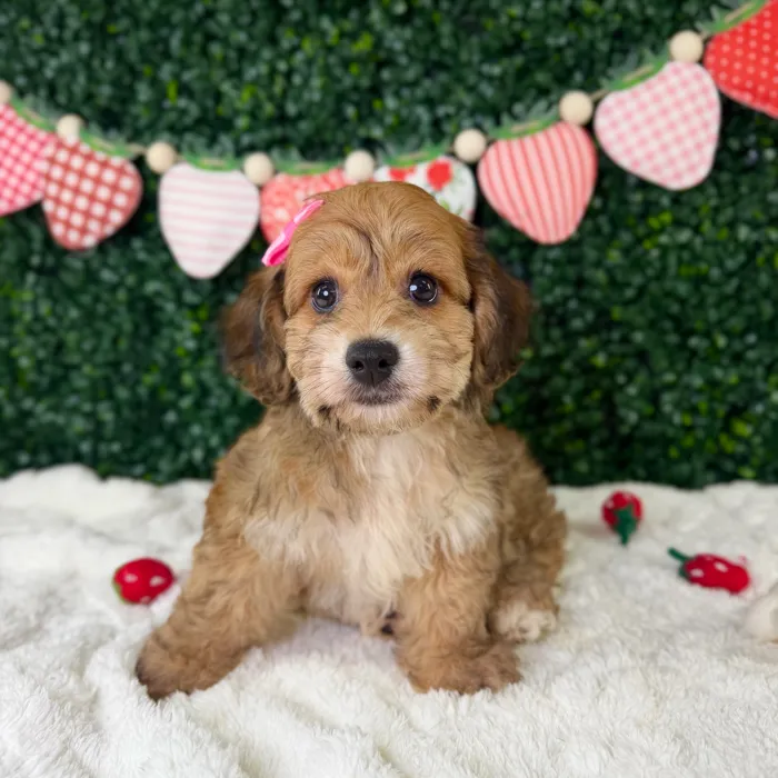 Female Yochon puppy named Mocha for sale at Puppy Dreams - Garland.