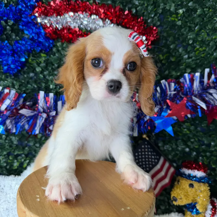 Female Cavalier King Charles Spaniel puppy named Athena for sale at Puppy Dreams - Garland.