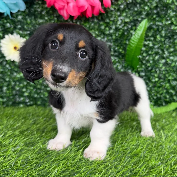 Male Dachshund puppy named Cordell for sale at Puppy Dreams - Denton.