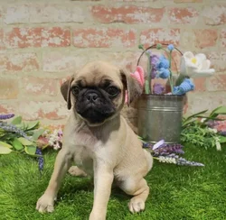 Male Pug puppy for sale at Puppy Dreams - Arlington.