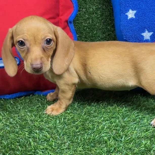 Female Dachshund puppy named Poppy for sale at Puppy Dreams - Arlington.