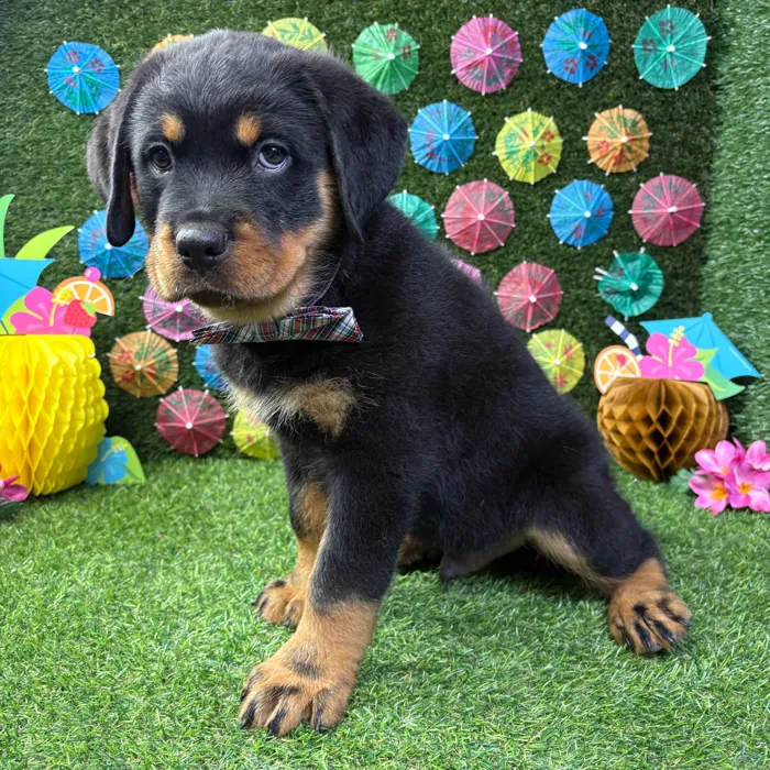 Male Rottweiler puppy named Boss for sale at Puppy Dreams - Carrollton.