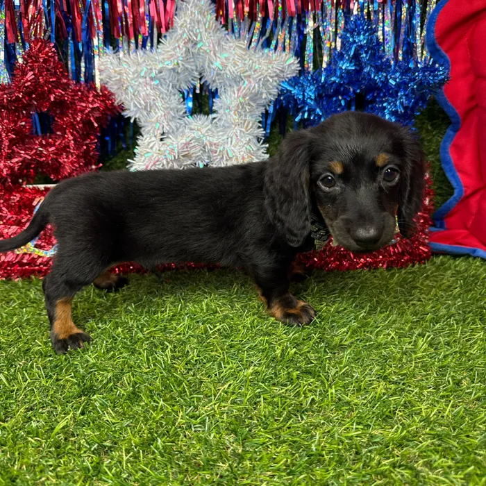 Male Dachshund puppy named Sunny for sale at Puppy Dreams - Arlington.