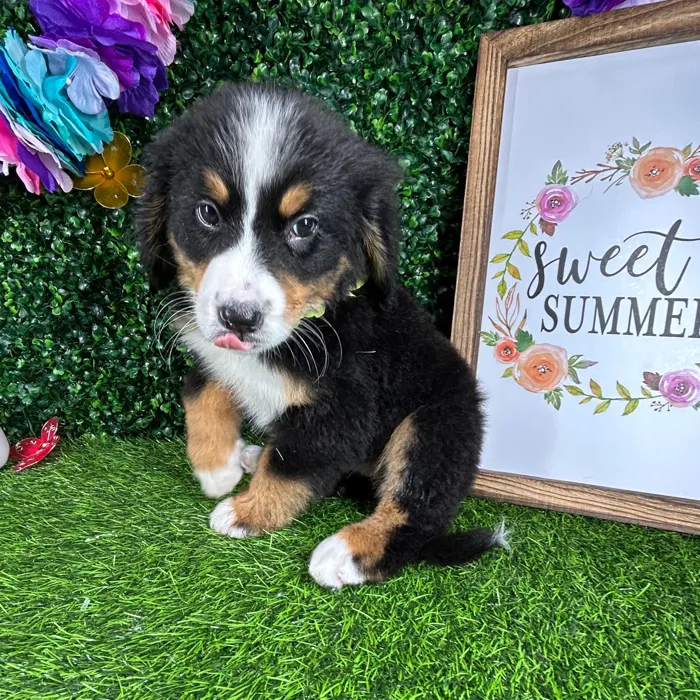 Female Bernese Mountain Dog puppy named *Katy* for sale at Puppy Dreams - Mansfield.